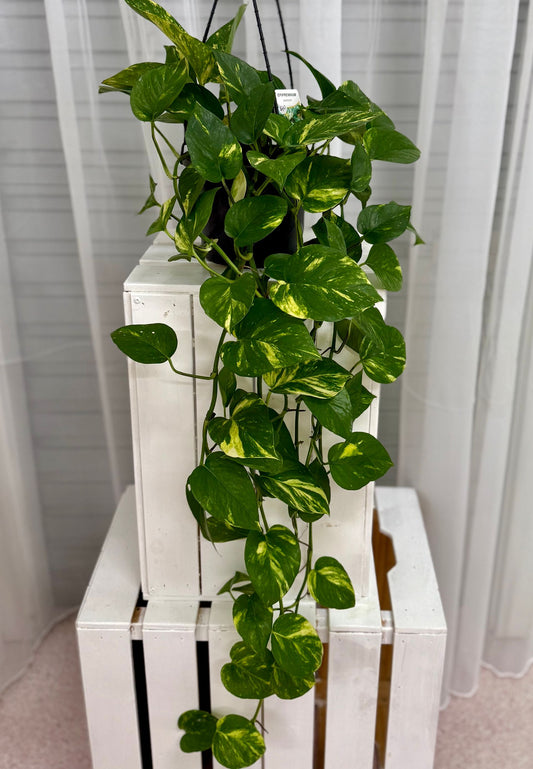 Hanging Plants