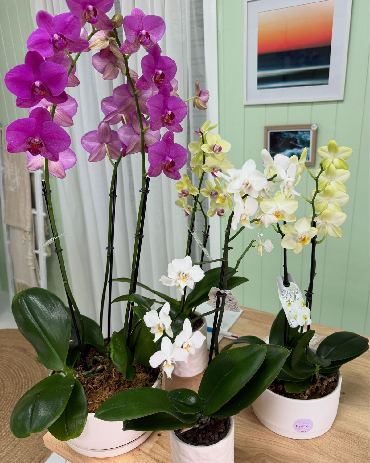 Orchids